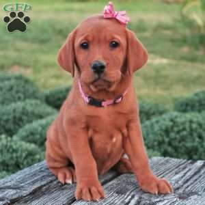 Arizona, Fox Red Labrador Retriever Puppy